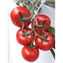 Tomaten Trost 5 Kg